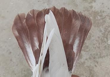 feniks quşu: Erkey — 3