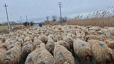 Сельхоз птицы: 550 baş qaradolaq sortu satlır qiymet elaqe saxla — 6