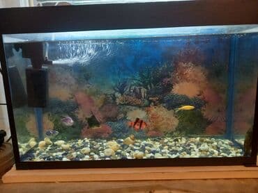 baliq tutmaq ucun yem: Balıqlar — 2