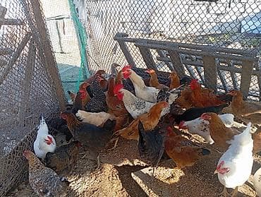 kanqal satisi: Salam. salyan rayonunda Şirvan Salyan yolunun üstündə.tam sağlam — 2