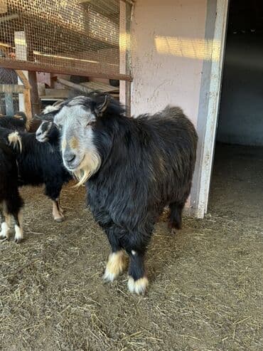 Mal-qara: 24 ədəd Keçi var 
Ərəb 
Dönmə və Yerli — 1