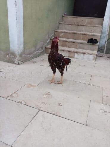 Boşqablar: Salam qiymət 40 manatdan basdyir 70 4 dənə xoruz 11 ayliqdi biri 1 — 9