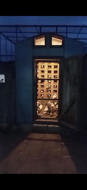 it adlari qiz: Quş damılar satılır — 2