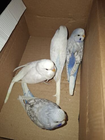 попугай ара цена: Tam saglam yeme dusmus balalar. Hamisi gozel renglerdi. Iri balalardi — 1