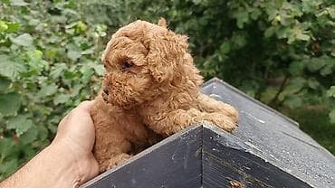 heyvanlar: Pudel, 1 ay, Erkek — 2