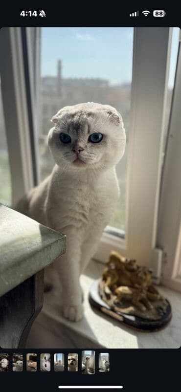 Рыбы: Шотладская вислоухая, Самец, Для вязки, Самовывоз — 2