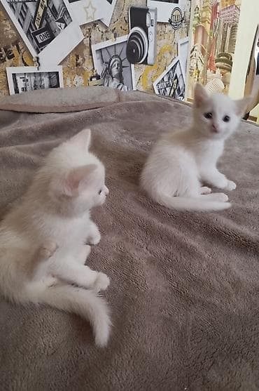 Erkək, Ünvandan götürmə