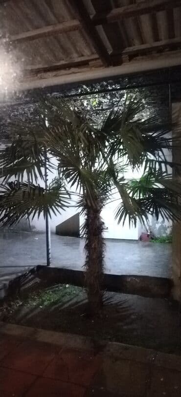 Xurma ağacı satılır, hər yaz gül açır tozlanma olmadığına görə bar lalafo.az -da Xurma ağacı satılır, hər yaz gül açır tozlanma olmadığına görə bar