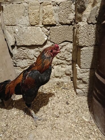 Xoruz, il: 1, Ödənişli çatdırılma lalafo.az -da Xoruz, il: 1, Ödənişli çatdırılma