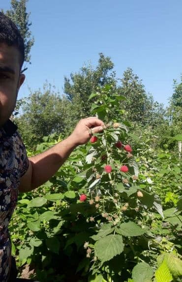 Məhsul: Təzə bağ moruğu (qırmızı) Təsvir: - Ev bağı şəraitində