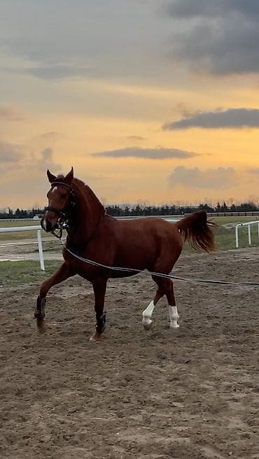 Gəmiricilər: Erkək, Ərəb, il: 2, Pulsuz çatdırılma — 1