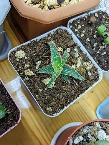 günəbaxan yağı qiyməti: Sukkulentlər. Sağlam və dözümlü bitkilərdi. Uzun müddət susuz qala — 9