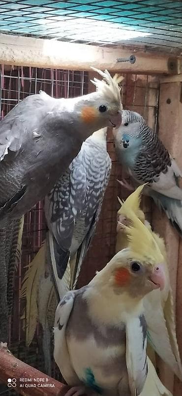 kirpi satisi: Salam. Karella adi ile taninmis olan quslar satilir'yaslari 1ay 15 — 7