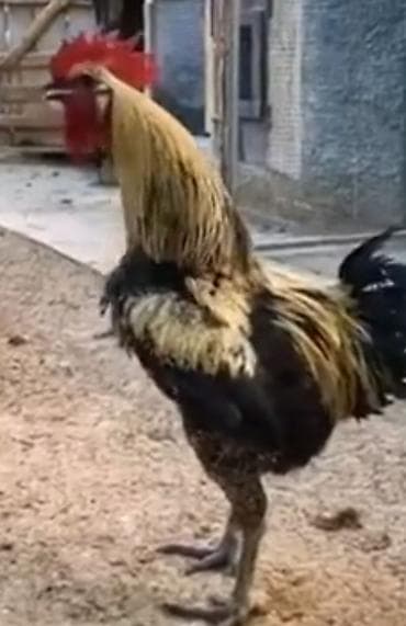 xoruzun cinsiyyet orqani: Məhsul: Xoruzlar (bir neçə fərqli rəng və tip) Təsvir: - Güclü — 4