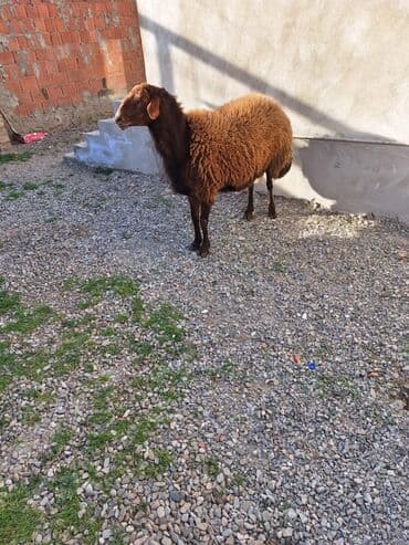 beyleqan sortu qoyun: Damazlig Qala qocu unvan mehemmedi kendi qiymetde razilasma olacag — 5