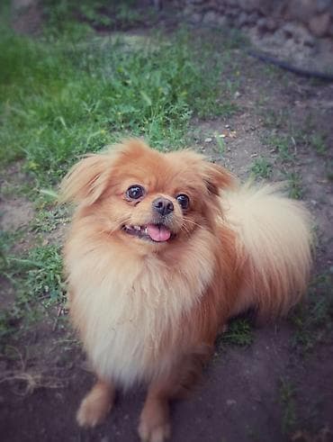 sirin it sekilleri: Pekines, 1 il, Erkek, Cütləşmə üçün — 2