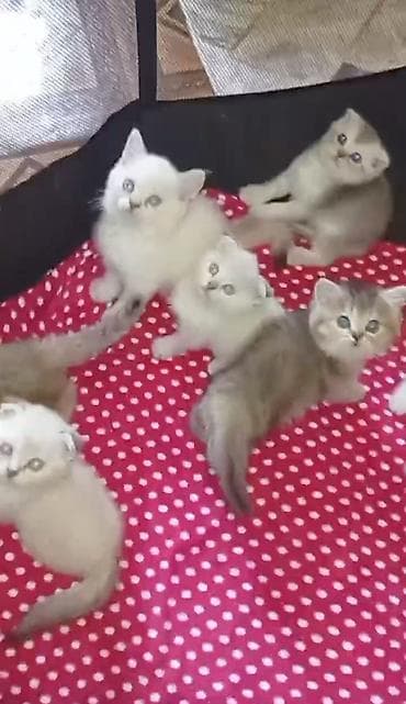 pişik üçün tualet: Şinşilla, Erkək, Dişi — 2