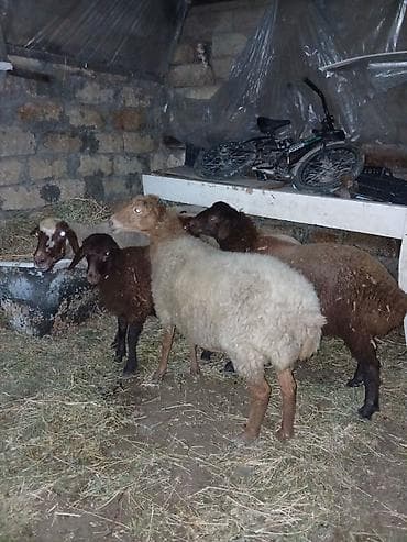 qara mal: Ümumi 5 baş heyvandı erkey toğlu dişi quzular boğaz qoyunnar qiymətlər — 9