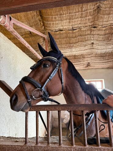 yorqa atlar: Erkək, il: 4 — 3