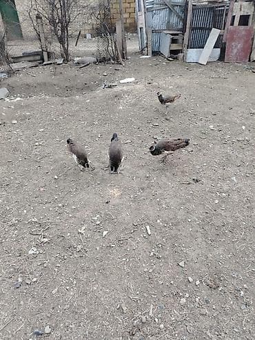 heyvanlar quşlar: Tovuz quşlari saglam heyvanlardir boyukler 4 illikdir cutu. 550 azn — 2