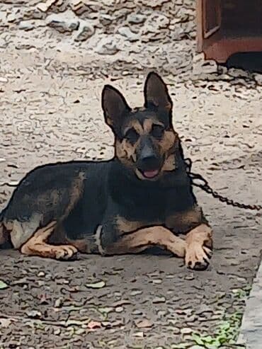 ingilis setter it cinsinin digər adı: Alman çoban iti, 1 il, Dişi — 2