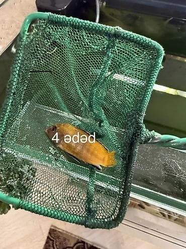 balıq yemleri: Dördbucaq akvarium, Balıqlarla birlikdə, 240 l — 5