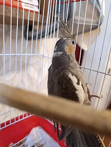 cex qus: Nimfa (Cockatiel) papağanı və qəfəs dəsti - Növ: Nimfa (cockatiel) – — 2