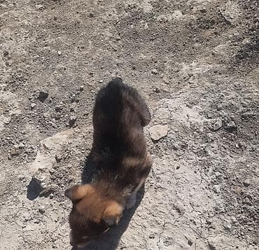 Птицы: Звонок, С прививками — 5