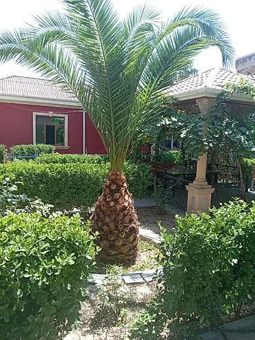 Dekorativ xurma palması (Phoenix canariensis) - Bağ və həyət üçün