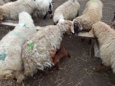 cins iney: 11 baş ana qoyun 4 doğub qalani yetik boğaz hamsı sağlam heyvanidi — 6