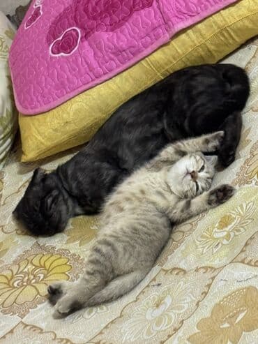 pers pişiy: Şotland yastı qulaq, Dişi, Yaxşı əllərə, Ünvandan götürmə, Ödənişli çatdırılma — 4