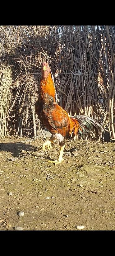 Xoruz, il: 1, Ödənişli çatdırılma