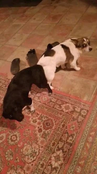 Digər heyvanlar: 2 ay — 2