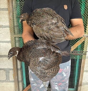 itlerin pulsuz verilmesi: Şəkildə gördüyünüz Rumun Qırqovulları satılır. 6 aylıq quşlardır. 1 — 5