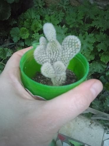 ev gulleri satisi: Сциндапсус N-Joy — 9