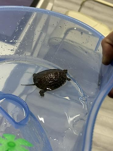 Akvariumlar: Tısbağa akvariyumu ilə birlikdə satılır çox ucuz qiymətə. Çox — 3
