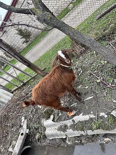 rus keçisi: Dişi, il: 1, Damazlıq, Ödənişli çatdırılma — 4