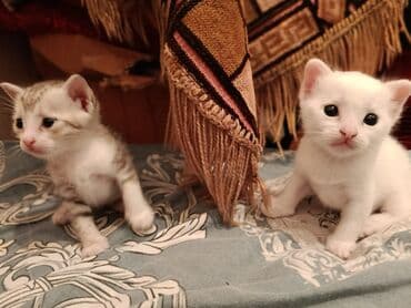 мейн кун купить в баку: Yaxşı əllərə — 4