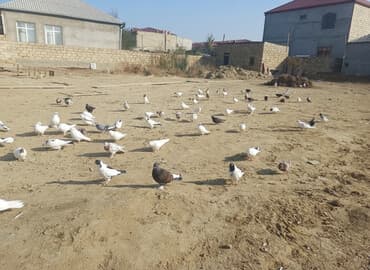 pavlin goyərcin: Məhsul: Göyərçin sürüsü Təsvir: - Şəkillərdə müxtəlif rəng və — 1