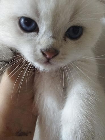 heyvanlar: Britan — 4