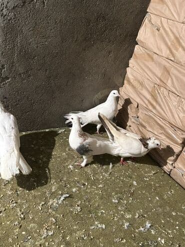 Alfa Romeo: Kom 10 nan — 2