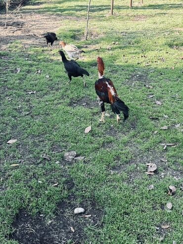 Digər qida məhsulları: Heyratı yumurtaları satılır Məhsul: Təbii kənd yumurtası Təsvir: - — 4