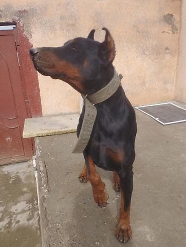 Digər heyvanlar: Doberman — 1