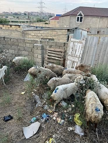 qoyunlar goycay: Qoyun sürüsü – yerli cins qarışığı - Təyinat: ət və damazlıq üçün — 3