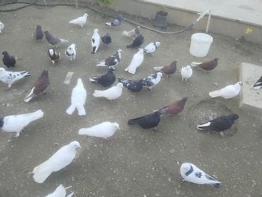 goyercin satisi: Gördüyünüz quwalarin bezileri satilir isdeyen osla elaqe saxlaya — 3