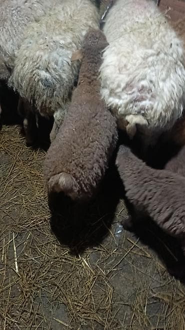 Tata: Qoyunlar – ana və balalar - Növlər: qaragül/yerli qarışıq qoyunlar — 5