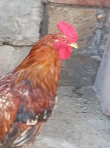 it dami satilir: Məhsul: Xoruz Salam serebist xoruzdu tam sağlam öz he yetimin heyvandi — 4