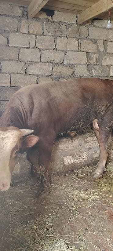 kök dana: Salam Allah hamiya xeyir versin inwAllah 2 eded heyvandi super — 9