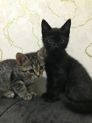 tüklü pişiklər: Yaxşı əllərə — 3