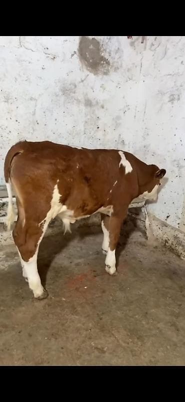 diwi dana: Simental cinsi buzov - Rəng: qırmızı-ağ ləkəli - Qulaq birkaları — 4